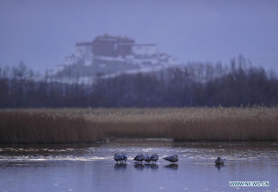 Photo taken on March 14, 2013 shows the scenery at the Lhalu wetland state nature reserve in Lhasa, capital of southwest China's Tibet Autonomous Region. (Xinhua/Liu Kun)