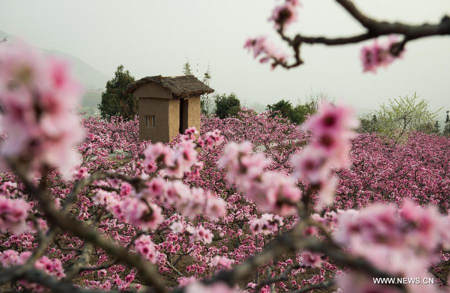 Peach flowers blossom in Shuangxi Township of Hanyuan County, southwest China's Sichuan Province, March 15, 2013. (Xinhua/Jiang Hongjing) 