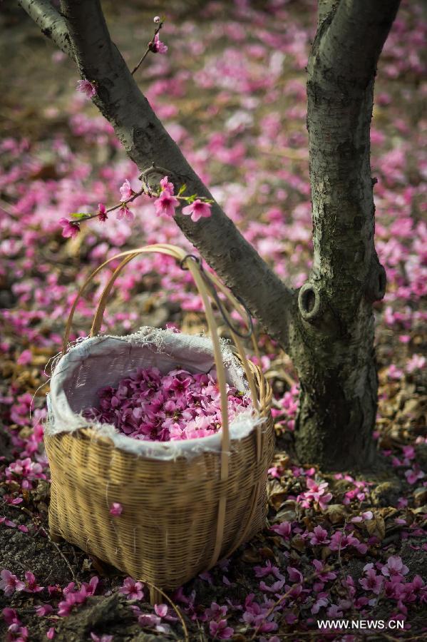 Petals of peach flowers are gathered by local villagers in Shuangxi Township of Hanyuan County, southwest China's Sichuan Province, March 15, 2013. (Xinhua/Jiang Hongjing)