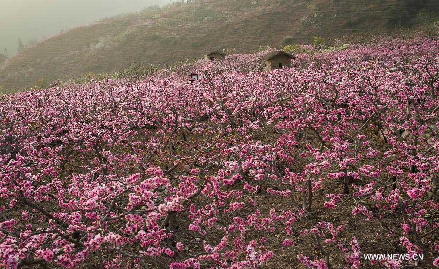 Peach flowers blossom in Shuangxi Township of Hanyuan County, southwest China's Sichuan Province, March 15, 2013. (Xinhua/Jiang Hongjing) 