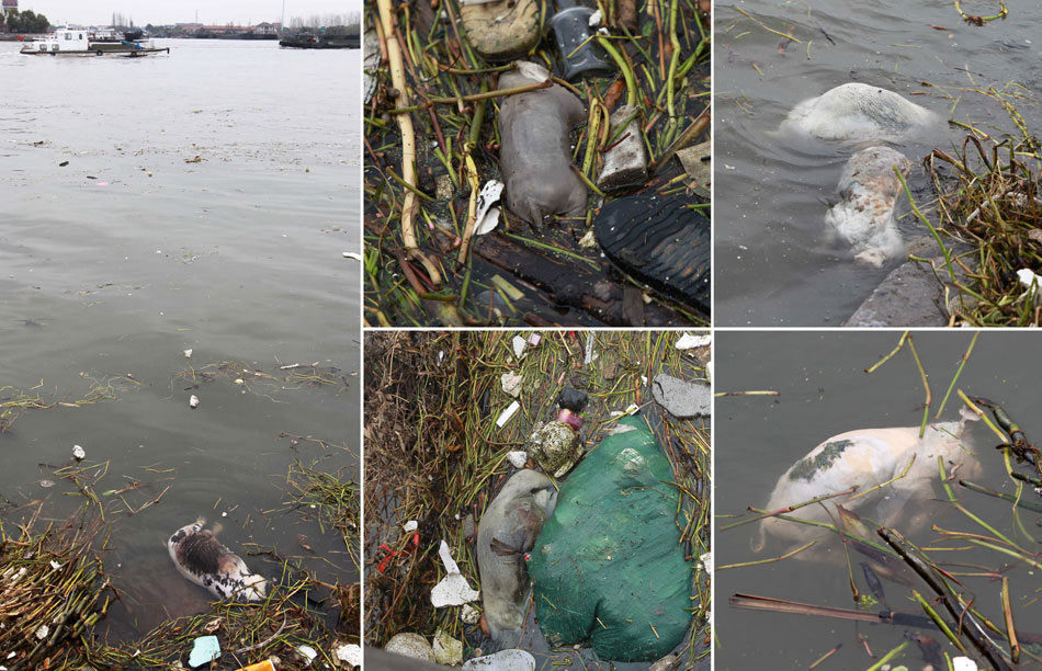 A combo photo released by Xinhua News Agency on March 11 shows the dead pigs floating in Shanghai’s Huangpu River, the main source of drinking water in the  city. The dead pigs were from Jiaxing, a city close to Shanghai in neighboring Jiangsu province. Local authorities have denied the breakout of massive epidemic. As of  March 13, nearly 6,000 dig pigs were collected from the Huangpu River. (Photo/Xinhua)