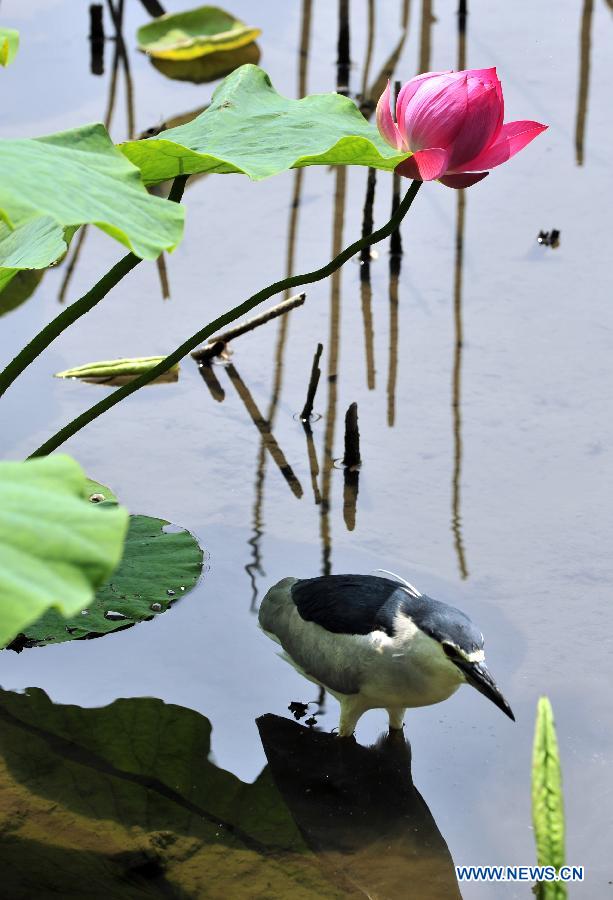 A night heron searches for food at a lotus pond in a botanic garden in Taipei, southeast China's Taiwan, March 17, 2013. (Xinhua/Wu Ching-teng)