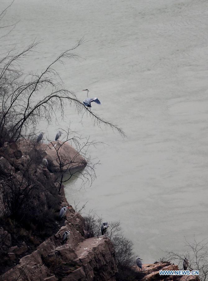 Herons rest on the cliffs beside the Yellow River in Pinglu County, north China's Shanxi Province, March 16, 2013. (Xinhua/Liu Wenli)