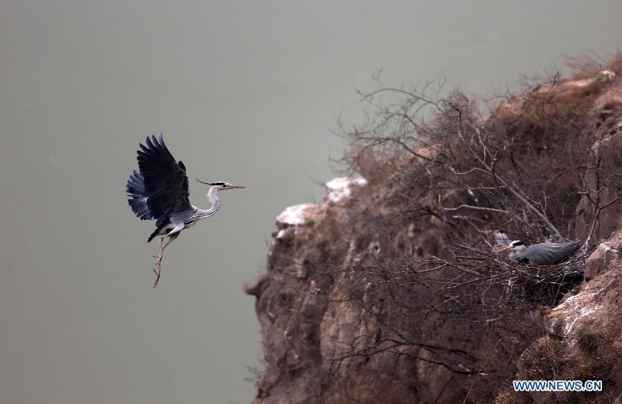 A heron flies back to its nest on the cliffs beside the Yellow River in Pinglu County, north China's Shanxi Province, March 16, 2013. (Xinhua/Liu Wenli)