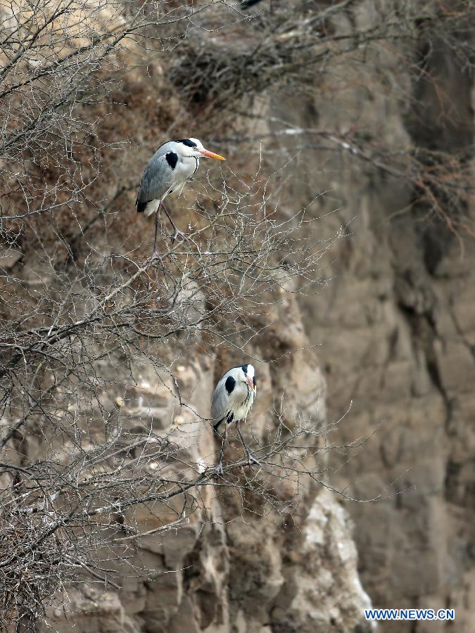 Herons rest on the branches beside the Yellow River in Pinglu County, north China's Shanxi Province, March 16, 2013. (Xinhua/Liu Wenli)