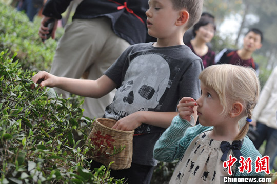 Foreign children experience tea-picking in Pujiang tea garden Sunday in Sichuan province. (Photo source: Chinanews.com/ Zhang Lang)