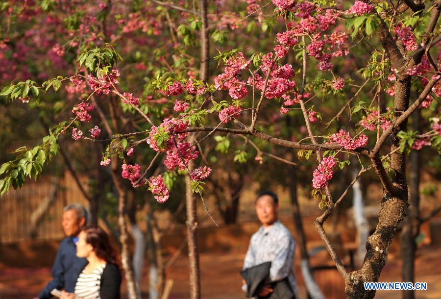 Visitors enjoy the blooming sakura at a park in Kunming, capital of southwest China's Yunnan Province, March 18, 2013. Kunming has entered its cherry blossom season recently. (Xinhua/Lin Yiguang)