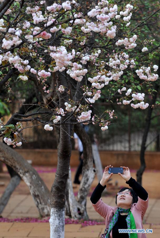 Visitors enjoy the blooming sakura at a park in Kunming, capital of southwest China's Yunnan Province, March 18, 2013. Kunming has entered its cherry blossom season recently. (Xinhua/Lin Yiguang)