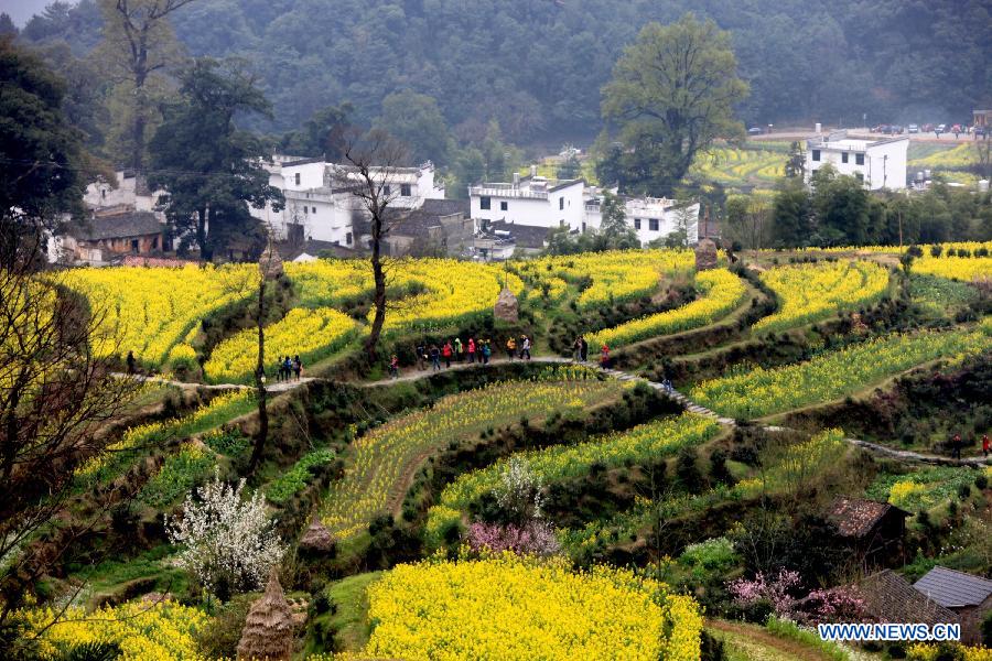 Photo taken on March 16, 2013 shows rape flowers in full bloom in Jianling Township of Wuyuan County, east China's Jiangxi Province. (Xinhua/Shi Guangde)