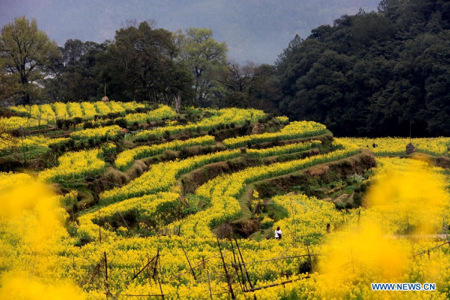 Photo taken on March 16, 2013 shows rape flowers in full bloom in Jianling Township of Wuyuan County, east China's Jiangxi Province. (Xinhua/Shi Guangde)