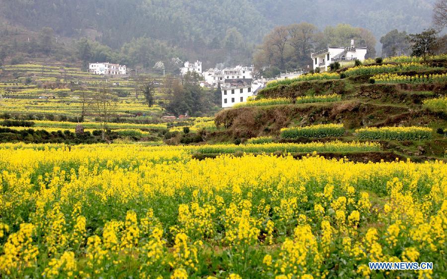 Photo taken on March 16, 2013 shows rape flowers in full bloom in Jianling Township of Wuyuan County, east China's Jiangxi Province. (Xinhua/Shi Guangde)