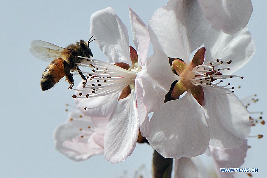 A bee gathers honey from a flower in Taiyuan, capital of north China's Shanxi Province, March 18, 2013. (Xinhua/Zhan Yan)