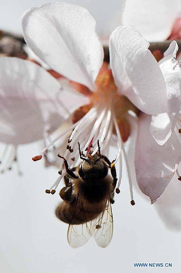 A bee gathers honey from a flower in Taiyuan, capital of north China's Shanxi Province, March 18, 2013. (Xinhua/Zhan Yan)