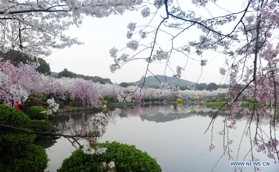 White and pink cherry blossoms decorate the Moshan scenic spot in Wuhan, capital of central China's Hubei Province, March 18, 2013. As weather warms up, cherry blossoms in Wuhan are in full bloom. (Xinhua/Hao Tongqian)