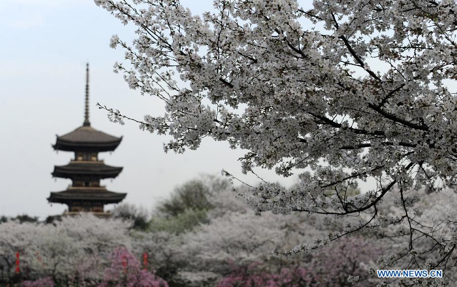 A pagoda is seen amid cherry blossoms at the Moshan scenic spot in Wuhan, capital of central China's Hubei Province, March 18, 2013. As weather warms up, cherry blossoms in Wuhan are in full bloom. (Xinhua/Hao Tongqian)