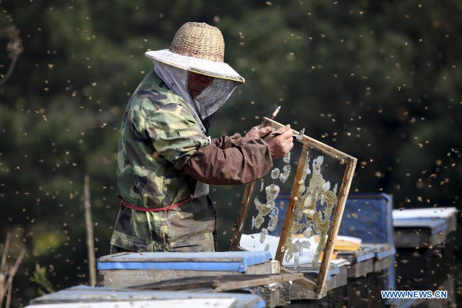 An apiarist checks a beehive in Duchang County of Jiujiang City, east China's Jiangxi Province, March 18, 2013. As weather warms up, apiarists are busy with keeping bees. (Xinhua/Fu Jianbin)