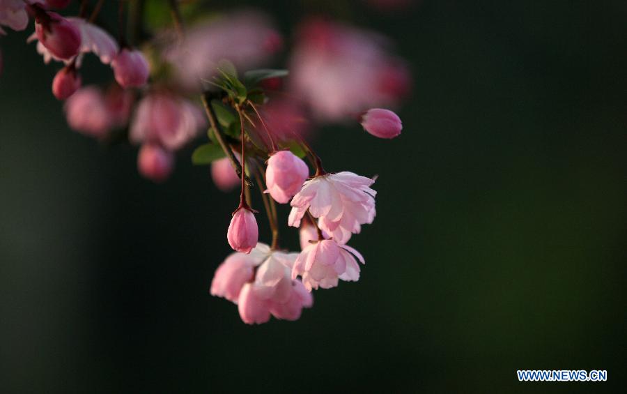 Photo taken on March 19, 2013 shows begonia flowers at the Mochouhu Park in Nanjing, capital of east China's Jiangsu Province. With begonia flowers in full blossom, the 31st Mochouhu Begonia Festival has attracted a large number of tourists. (Xinhua/Yan Minhang)