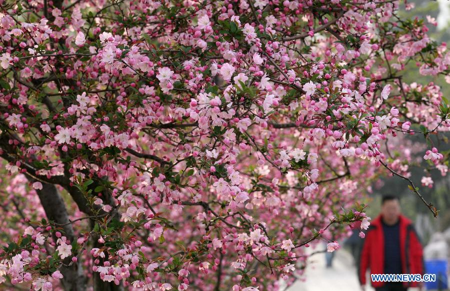 Visitors view begonia flowers at the Mochouhu Park in Nanjing, capital of east China's Jiangsu Province, March 19, 2013. With begonia flowers in full blossom, the 31st Mochouhu Begonia Festival has attracted a large number of tourists. (Xinhua/Yan Minhang)