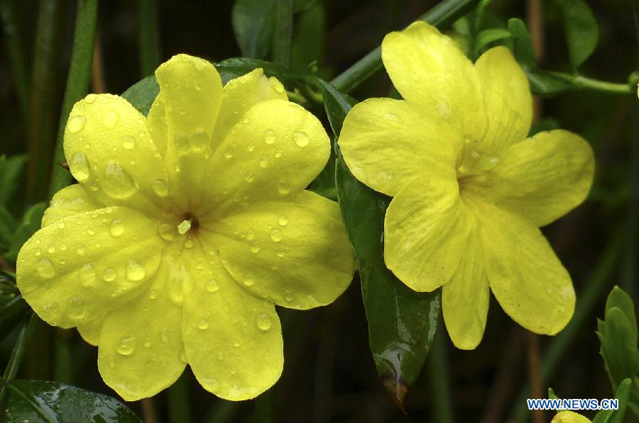 Photo taken on March 18, 2013 shows flowers tainted with rain drops in Hefei, capital of east China's Anhui Province. Various flowers are in full blossom as spring comes. (Xinhua/Yang Xiaoyuan)