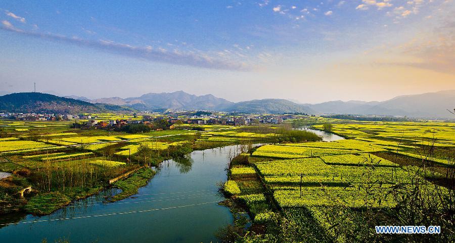 Photo taken on March 18, 2013 shows cole flowers in Jiujiang, east China's Jiangxi Province. Various flowers are in full blossom as spring comes. (Xinhua/Yang Fengsheng)