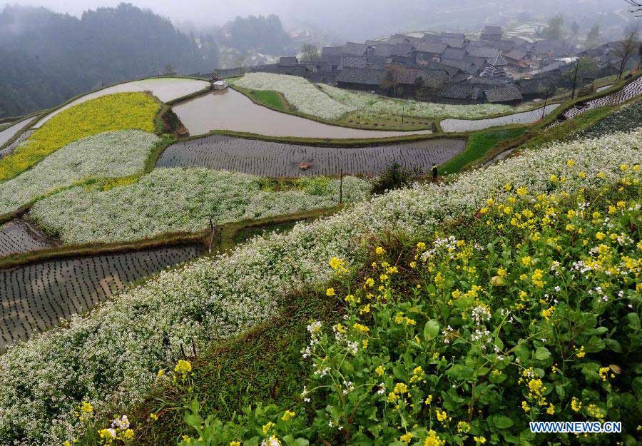 Photo taken on March 15, 2013 shows radish flowers and cole flowers in Liping County, southwest China's Guizhou Province. Various flowers are in full blossom as spring comes. (Xinhua/Qiao Qiming)