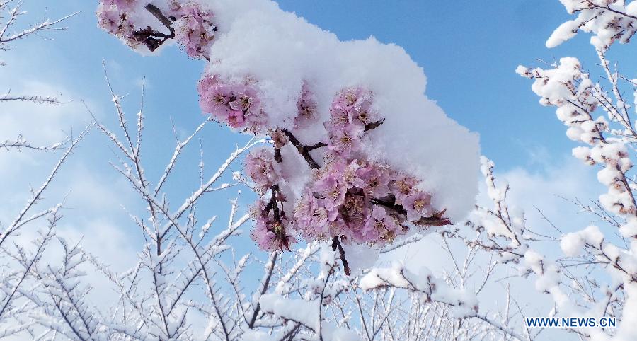 Photo taken on March 20, 2013 shows the snow-covered cherry blossoms at the Yuyuantan Park in Beijing, capital of China. Beijing witnessed a snowfall with a depth reaching 10-17 centimeters overnight. The snowfall happened to hit the city on the Chinese traditional calendar date of Chunfen, which heralds the beginning of the spring season. Chunfen, which literally means Spring Equinox or Vernal Equinox, falls on the day when the sun is exactly at the celestial latitude of zero degrees. (Xinhua/Li Xin)