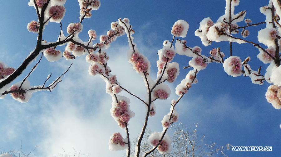 Photo taken on March 20, 2013 shows the snow-covered cherry blossoms at the Yuyuantan Park in Beijing, capital of China. Beijing witnessed a snowfall with a depth reaching 10-17 centimeters overnight. The snowfall happened to hit the city on the Chinese traditional calendar date of Chunfen, which heralds the beginning of the spring season. Chunfen, which literally means Spring Equinox or Vernal Equinox, falls on the day when the sun is exactly at the celestial latitude of zero degrees. (Xinhua/Li Xin)