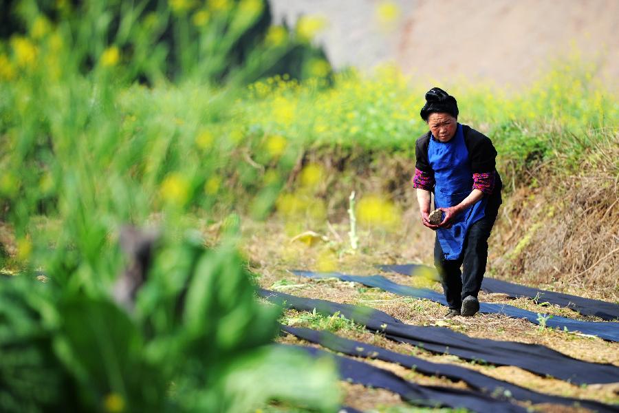 A farmer works in a field at Tonggu Village in Majiang County, southwest China's Guizhou Province, March 21, 2013. (Xinhua/Liu Xu) 