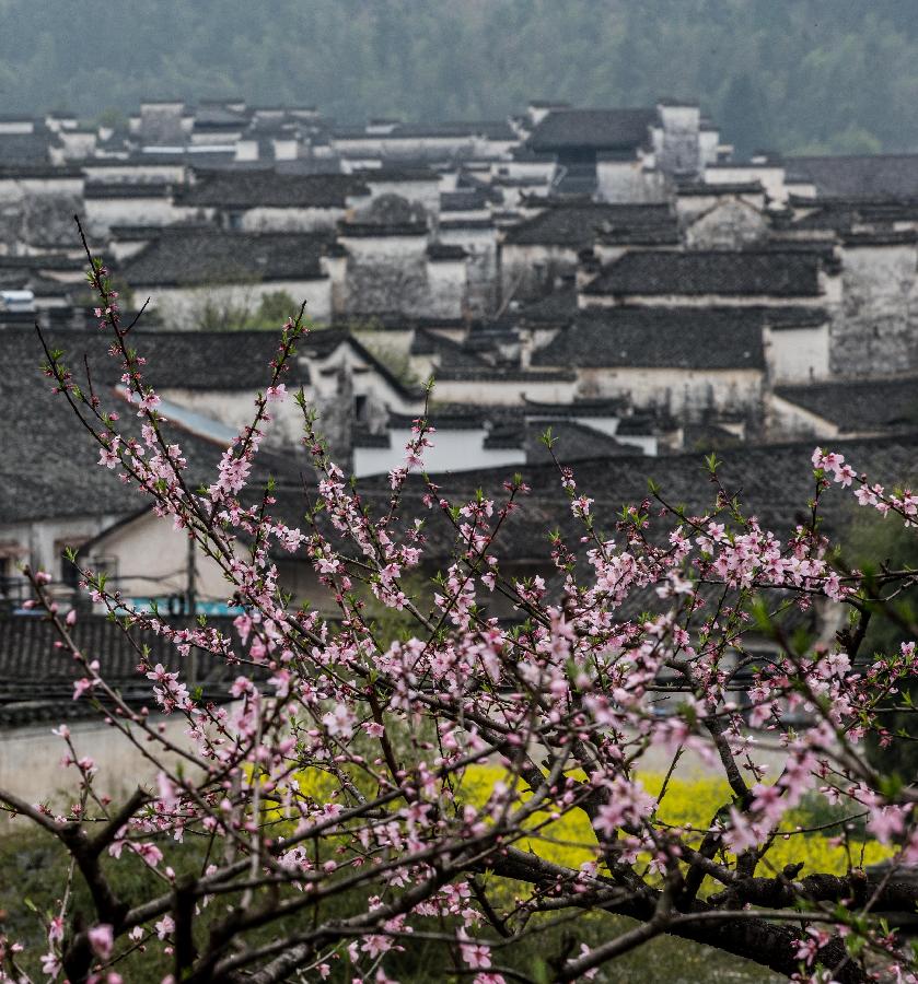 Peach blossoms are seen in front of ancient houses in Huangshan City, east China's Anhui Province, March 20, 2013. (Xinhua/Wang Wen)