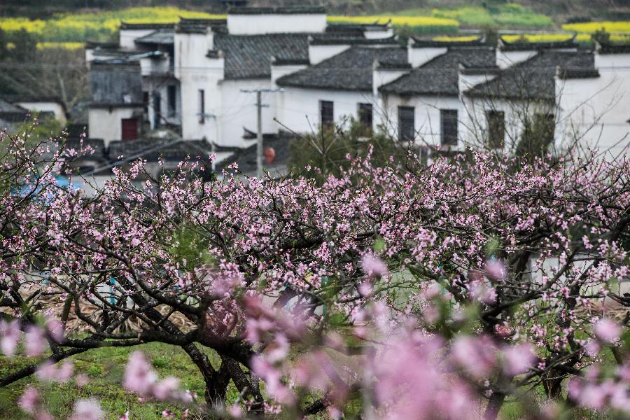 Peach blossoms are seen in front of ancient houses in Huangshan City, east China's Anhui Province, March 20, 2013. (Xinhua/Wang Wen)