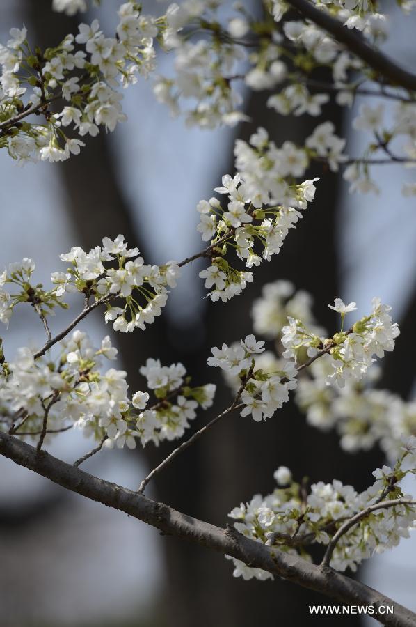 Photo taken on March 22, 2013 shows cherry blossoms at the Yuyuantan Park in Beijing, capital of China. The 25th Yuyuantan Cherry Blossom Festival will kick off on Saturday. (Xinhua/Li Jundong)