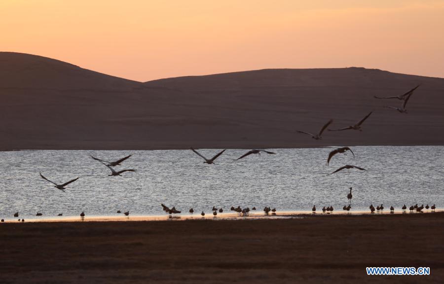 Black-necked cranes are seen at the Dashanbao Black-Necked Crane National Nature Reserve in Zhaotong, southwest China's Yunnan Province, March 22, 2013. Dashanbao Reserve is the biggest wintering habitat for black-necked cranes in China. (Xinhua/Liang Zhiqiang) 