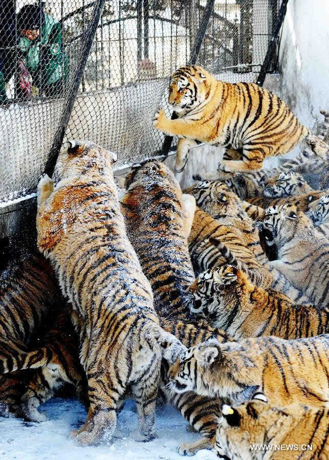 Siberian tigers wait for food in the Siberian Tiger Park, world's largest Siberian tiger artificial breeding base, in Harbin, capital of northeast China's Heilongjiang Province, March 22, 2013. Siberian tigers, also known as Amur or Manchurian tigers, mainly live in east Russia, northeast China and northern part of the Korean Peninsula. (Xinhua/Wang Jianwei) 