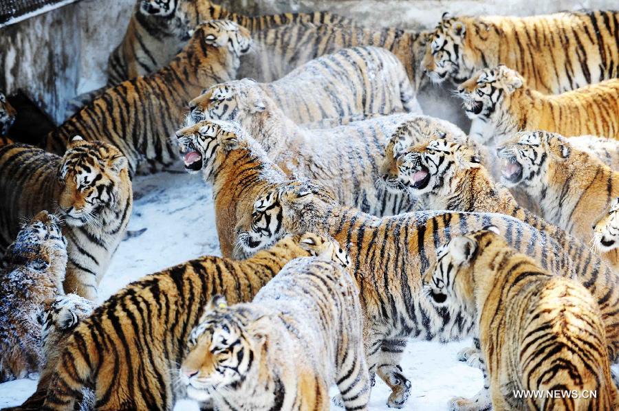 Siberian tigers wait for food in the Siberian Tiger Park, world's largest Siberian tiger artificial breeding base, in Harbin, capital of northeast China's Heilongjiang Province, March 22, 2013. Siberian tigers, also known as Amur or Manchurian tigers, mainly live in east Russia, northeast China and northern part of the Korean Peninsula. (Xinhua/Wang Jianwei) 