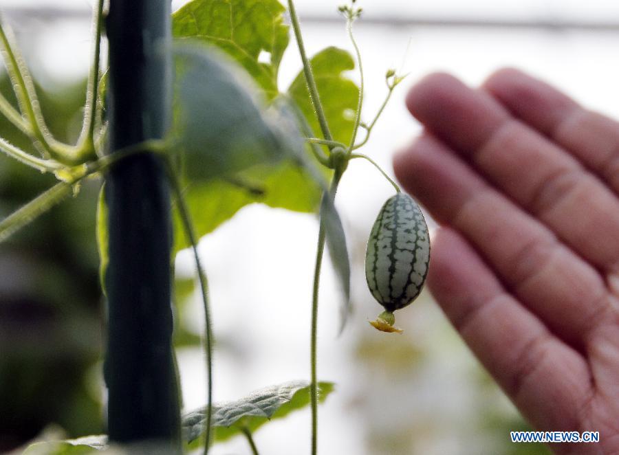 A seedless mini watermelon is seen during the 1st Agriculture Carnival at the Strawberry Expo Park in Changping District, Beijing, capital of China, March 23, 2013. Opened Saturday, the carnival will continue till May 12, highlighting the latest agricultural science, technologies and creative agricultural projects. (Xinhua/Li Xin) 