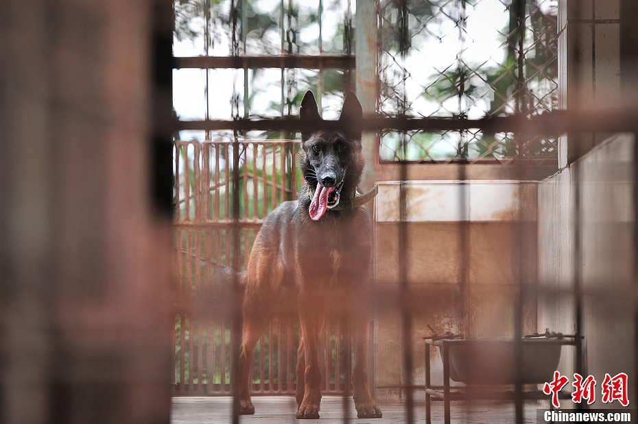 Police dog is quite wary of strangers. (Spurce: chinanews.com/Hong Jianpeng)