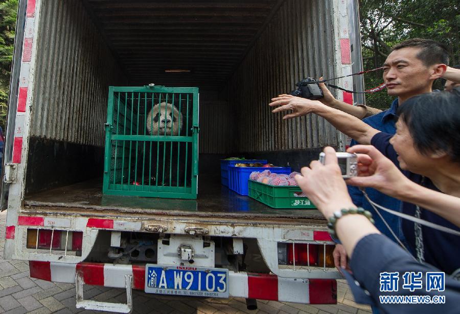 People in Chongqing say goodbye to Ershun, one of a pair of pandas that will leave China for Canada on March 25 and stay for 10 years. They will be the first pair of pandas to visit Canada since the 1980s. (Photo/ Xinuha)