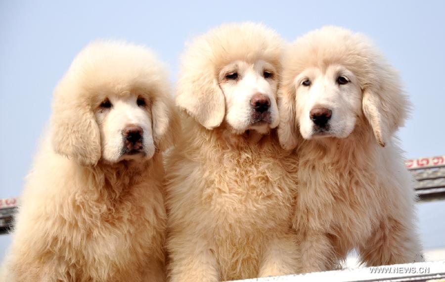 Threee Tibetan mastiffs pose for photos at the 2nd Handan Tibetan mastiff exhibition in Handan, north China's Hebei Province, March 23, 2013. The exhibition, with nearly 400 Tibetan mastiffs attended, kicked off on Saturday. (Xinhua/Hao Qunying) 