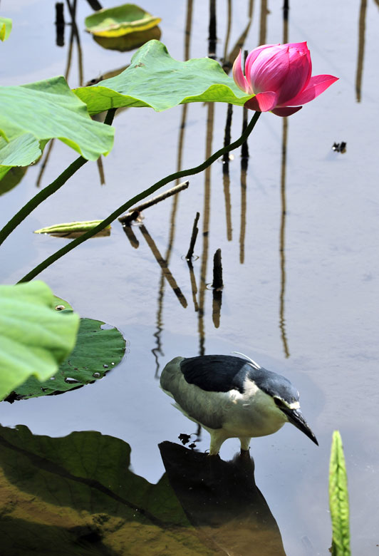 A night heron in Taipei Botanical Garden finds food under lotus’s leaves, March 17, 2013. (Xinhua/Wu Jingteng)