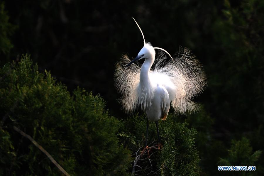 A white egret is seen at the wetland of Hongze Lake in Sihong County, east China's Jiangsu Province, March 23, 2013. (Xinhua/Xu Chenghong)