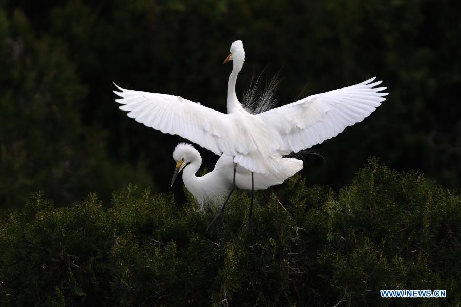 White egrets are seen at the wetland of Hongze Lake in Sihong County, east China's Jiangsu Province, March 24, 2013. (Xinhua/Xu Chenghong)