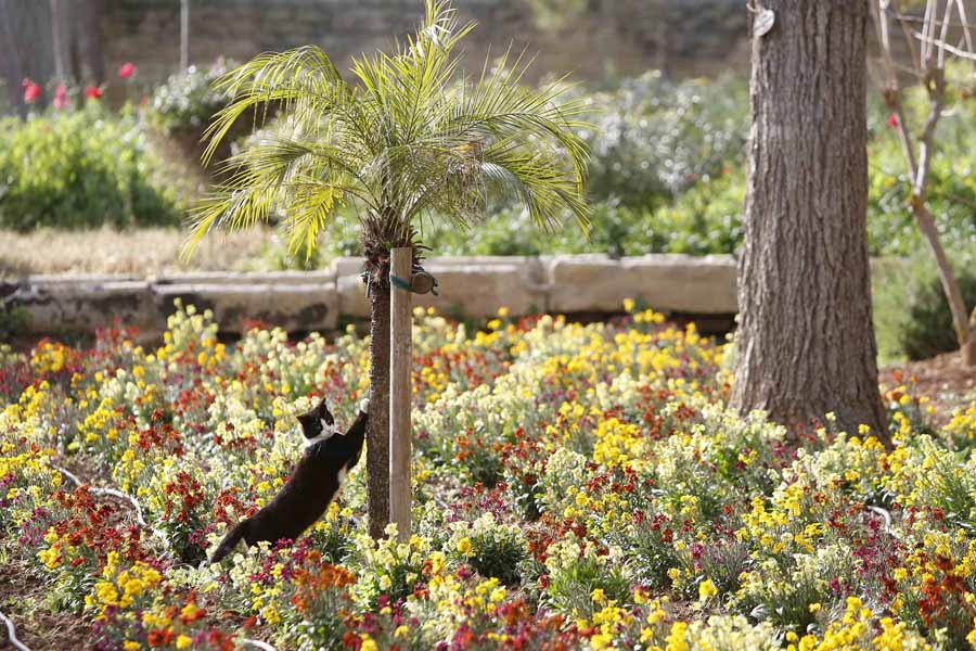 A cat sharpens its claws by a small palm tree in Malta presidential palace in Malta's capital Valletta on March 20,2013. (Xinhua / Reuters)