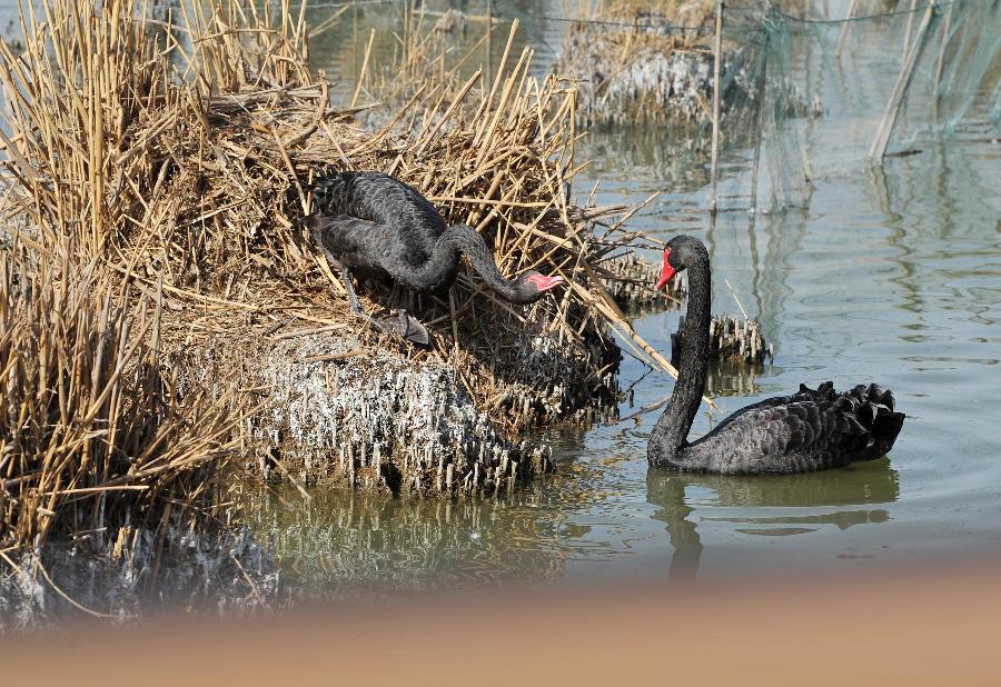 Swans are seen in the Shahu lake scenic area in northwest China's Ningxia Hui Autonomous Region, March 26, 2013. As the weather turned warm, a large number of migratory birds recently flied to the Shahu Lake area in Ningxia, including egrets, wild geese and swans, among others. (Xinhua/Peng Zhaozhi)