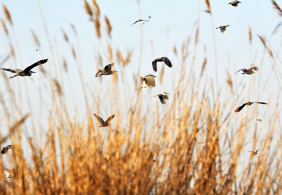 Birds fly in the Shahu lake scenic area in northwest China's Ningxia Hui Autonomous Region, March 26, 2013. As the weather turned warm, a large number of migratory birds recently flied to the Shahu Lake area in Ningxia, including egrets, wild geese and swans, among others. (Xinhua/Peng Zhaozhi) 