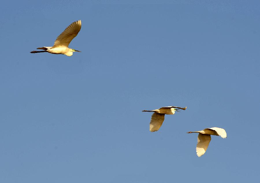 Egrets fly in the Shahu lake scenic area in northwest China's Ningxia Hui Autonomous Region, March 26, 2013. As the weather turned warm, a large number of migratory birds recently flied to the Shahu Lake area in Ningxia, including egrets, wild geese and swans, among others. (Xinhua/Peng Zhaozhi) 