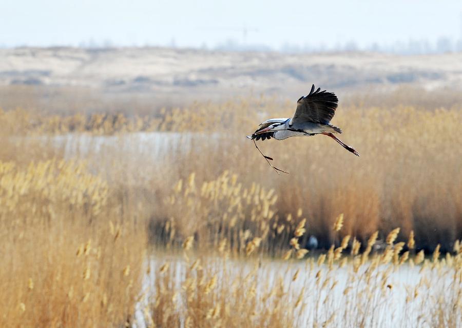 A heron flies in the Shahu lake scenic area in northwest China's Ningxia Hui Autonomous Region, March 26, 2013. As the weather turned warm, a large number of migratory birds recently flied to the Shahu Lake area in Ningxia, including egrets, wild geese and swans, among others. (Xinhua/Peng Zhaozhi) 