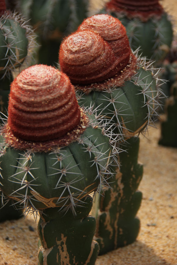 The photo taken on Saturday, March 23, 2013 shows a melocactus displayed in the greenhouse of the World Flower Garden in Beijing. (CRIENGLISH.com/Guo Jing)