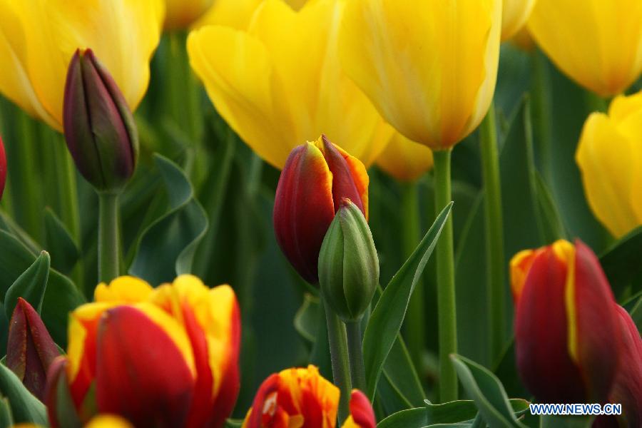 Tulip flowers blossom at a botanical garden in Hefei, capital of east China's Anhui Province, March 27, 2013. (Xinhua/Li Jianbo)