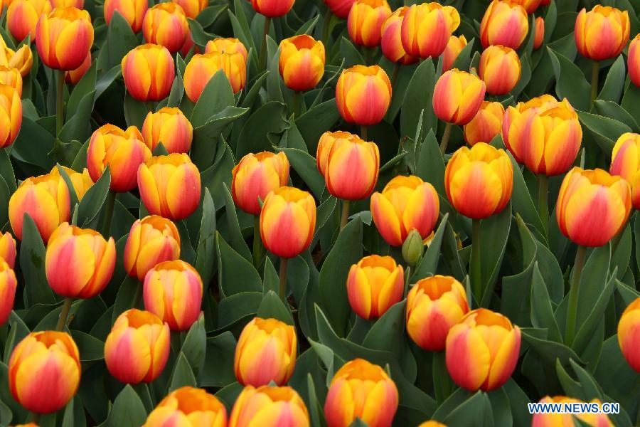 Tulip flowers blossom at a botanical garden in Hefei, capital of east China's Anhui Province, March 27, 2013. (Xinhua/Li Jianbo)