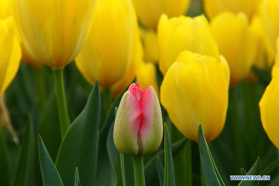 Tulip flowers blossom at a botanical garden in Hefei, capital of east China's Anhui Province, March 27, 2013. (Xinhua/Li Jianbo) 